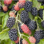 Blackberries