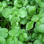 Watercress